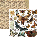 Ciao Bella 6x6 Fussy Cut Pad 24Pc - Cabinet of Curiosities, CBQE085