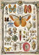 Ciao Bella A5 Rice Papers 8pc - Cabinet of Curiosities - Mixed, CBRS003