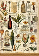 Ciao Bella A5 Rice Papers 8pc - Cabinet of Curiosities - Mixed, CBRS003