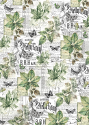 Ciao Bella Vellum Cabinet Of Curiosities Paper - Patterns A4 6pc, CBV024