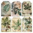 Ciao Bella 6x6 Fussy Cut Vellum 6Pc - Cabinet of Curiosities, CBVQ024