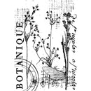 Creative Expressions Stamp Set - Botanical Collage, CEC1030 by: Sam Poole