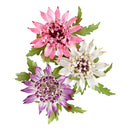 Spellbinders Bundle - Serenity Garden Die Bundle, BD-1052 Susan