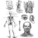 Stampers Anonymous Stamp Set - Cadaverous, CMS378 by: Tim Holtz