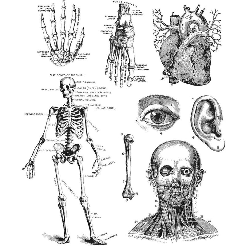 Stampers Anonymous Stamp Set - Cadaverous, CMS378 by: Tim Holtz