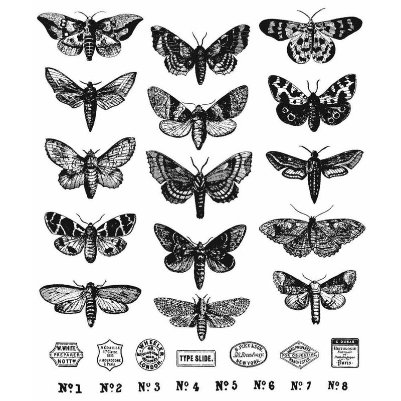Stampers Anonymous Stamp Set - Moth Study, CMS436 by: Tim Holtz